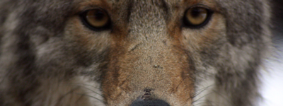 密西沙加失踪女子在公园被发现：疑似遭郊狼袭击情况危殆