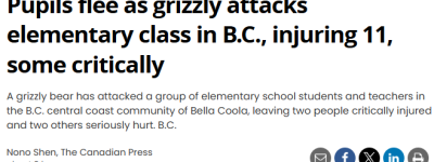 太吓人! 灰熊闯入加拿大校园, 11名师生遇袭! 学校紧急停课
