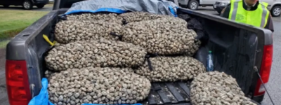 爆料：有人挖了1750磅蛤蜊！超过限量温岛男子遭重罚5000刀