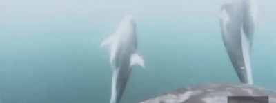 加拿大海域罕见一幕：虎鲸与海豚联手捕食