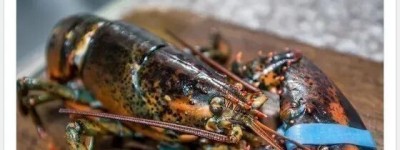 “活煮龍蝦”被叫停 加拿大漁民回懟一句“齋呃”