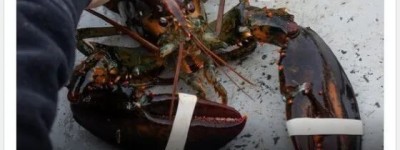 “活煮龙虾”被叫停 加拿大一句话回怼亮了全网