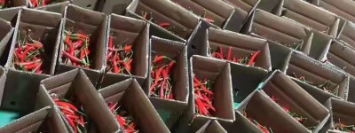 种得好，卖得火！云南丘北红辣椒红了富裕路