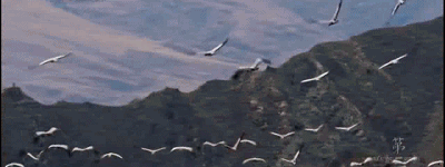 「西藏游·攻略」冬季到拉萨……来，看，鸟！