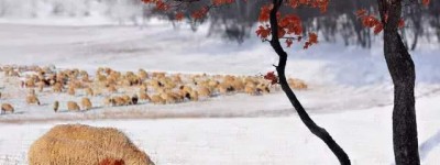 国内冬天最美的10个旅行地，每个都很特别！哪个是你想去的呢？