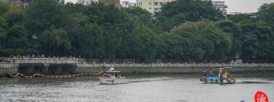 中华白海豚仍在广州河涌“遛弯”，最新情况→