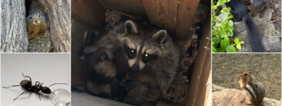 怎樣防治天氣回暖蟲獸入侵家裡