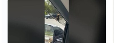 亞洲“殺人黃蜂”空降加拿大