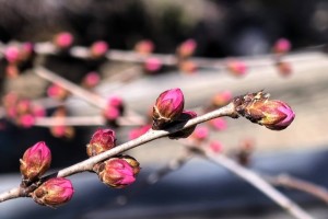 春花初绽，北京市属公园春游赏花活动提前看