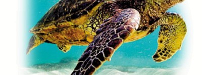 綠海龜南丫島產卵地 設禁區至10月底