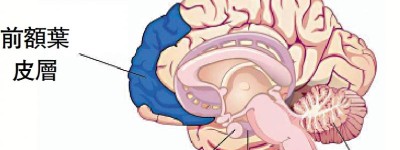 丘腦接收各種感覺 傳送大腦精細分析