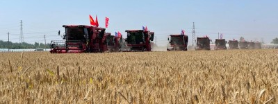 全国主产区累计收购小麦约500亿斤
