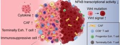 中国医学团队国际首次绘制肝癌转移的时空多组学演化图谱