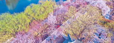 天津市红桥区以花为媒，打造文化旅游节——来桃花堤，感受文艺气息