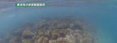 保育組織指西貢牛尾海珍貴物種繁多具豐富生態價值 倡劃為海上保護區