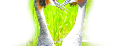 2023新西兰的“世纪之鸟”是“呕吐鸟”