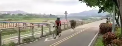 画面曝光！台媒：有人目击水牛在自行车道狂追骑车人，“民众要小心”