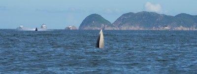 渔护署与专家商讨护鲸措施