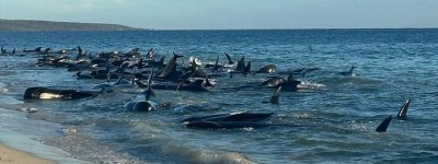 逾百头领航鲸在澳洲海滩搁浅 或将被迫安乐死