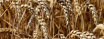 联合国粮农组织：世界粮价一年来首次上涨