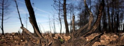 西班牙西部野火肆虐 烧毁3700英亩土地