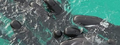 数十头领航鲸在西澳海滩搁浅