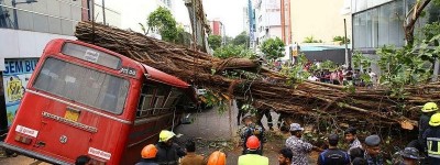 大树砸中斯里兰卡巴士 五名乘客死亡
