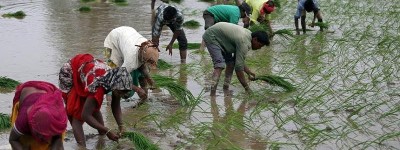 印度粮食部长：价格回落前 不考虑解除大米出口禁令