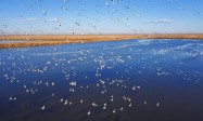 天津七里海「金色的海」秋日開放　萬頃蘆盪迎生態賞秋季