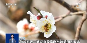 地上观、空中赏  “赏花+”模式带你解锁乡村旅游新玩法
