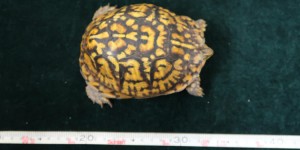海關深圳灣管制站檢獲5隻瀕危物種活龜 市值共約5萬元
