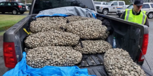 爆料：有人挖了1750磅蛤蜊！超过限量温岛男子遭重罚5000刀