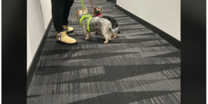 万锦女子在公寓楼道遛狗: 邻居被咬伤后, 二话不说, 当场溜走!