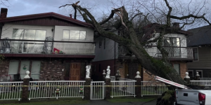 半夜轰然巨响！大树压塌温哥华华裔一家房屋