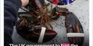 “活煮龙虾”被叫停 加拿大一句话回怼亮了全网