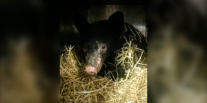 BC省一只熊崽被严重烧伤，正治疗康复中