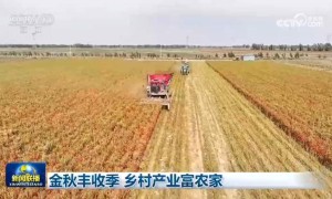 金秋丰收季 乡村产业富农家