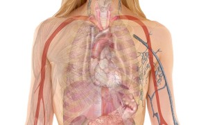 计算机视觉模型揭示：人体不同组织结构衰老呈现三种模式