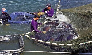 賴清德變「票房毒藥」　綠營參選者躲着走