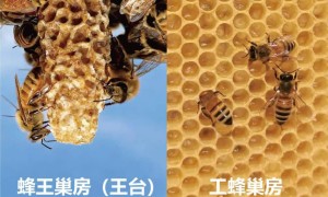 研究表明：成為蜂王不僅靠「吃啥」，更靠「住哪」
