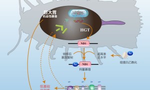 中國科學家找到深海水虱抗餓的絕招