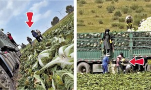 多地緊急排查「甲醛白菜」流向　專家提示買菜注意這幾點！