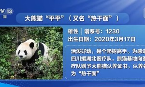 大熊貓「平平」「福雙」已啟程赴美