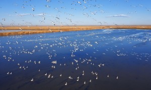 天津七里海「金色的海」秋日開放　萬頃蘆盪迎生態賞秋季