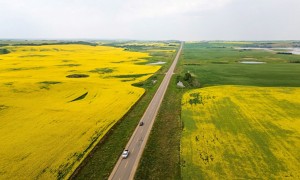 “中国已下单10船加拿大油菜籽，合计约65万吨”