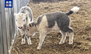 中国首次实现批量克隆10头牦牛