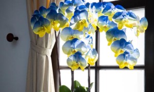 服了！赖清德被“骂”了还上赶着，提议与乌克兰对话