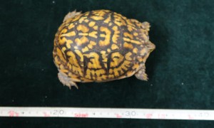 海關深圳灣管制站檢獲5隻瀕危物種活龜 市值共約5萬元