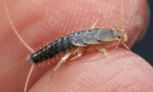 華人家中冒出很多細長蟲子求助