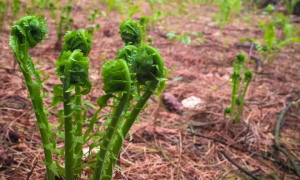 在公園挖野菜取土最高罰10萬加元